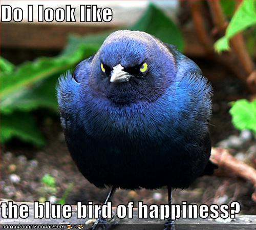 bluebird-of-unhappiness.jpg