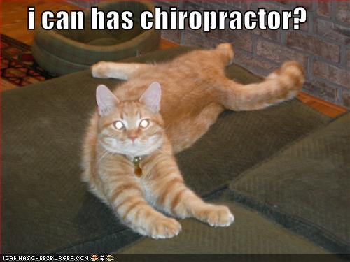 I can has chiropractor?