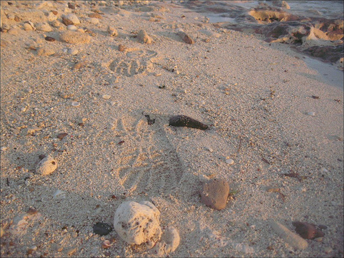 footprints-in-sand.jpg