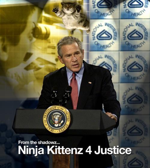 Ninja Kittenz 4 Justice!