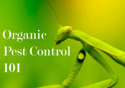 organic-pest-control.jpg