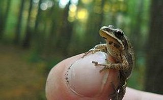 tiny-frog.jpg