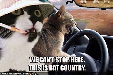 bat-country-cats.jpg
