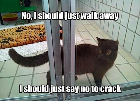 cat-says-no-to-crack.jpg