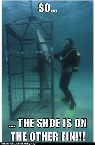 shark-cage.jpg