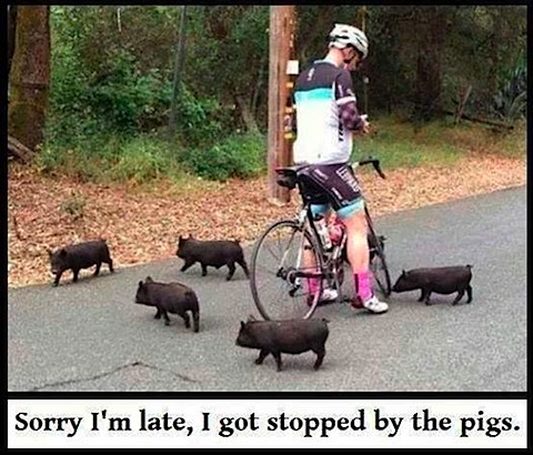 stopped-by-pigs.jpg